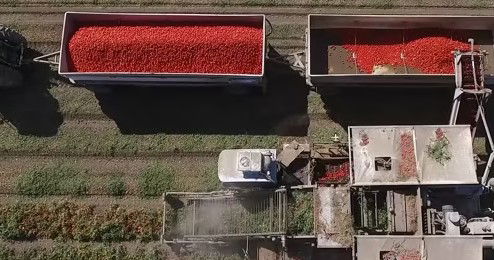 Cintas de criba para cosechadoras de tomate: mejore la calidad y eficiencia de su cosecha