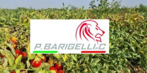 Cosechadora de tomate Barigelli P.Barigelli con logo en el campo