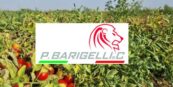 Cosechadora de tomate Barigelli P.Barigelli con logo en el campo