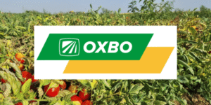 campo con tomate con logotipo de oxbo