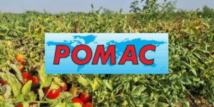 Cosechadora de tomate Pomac con logo en el campo