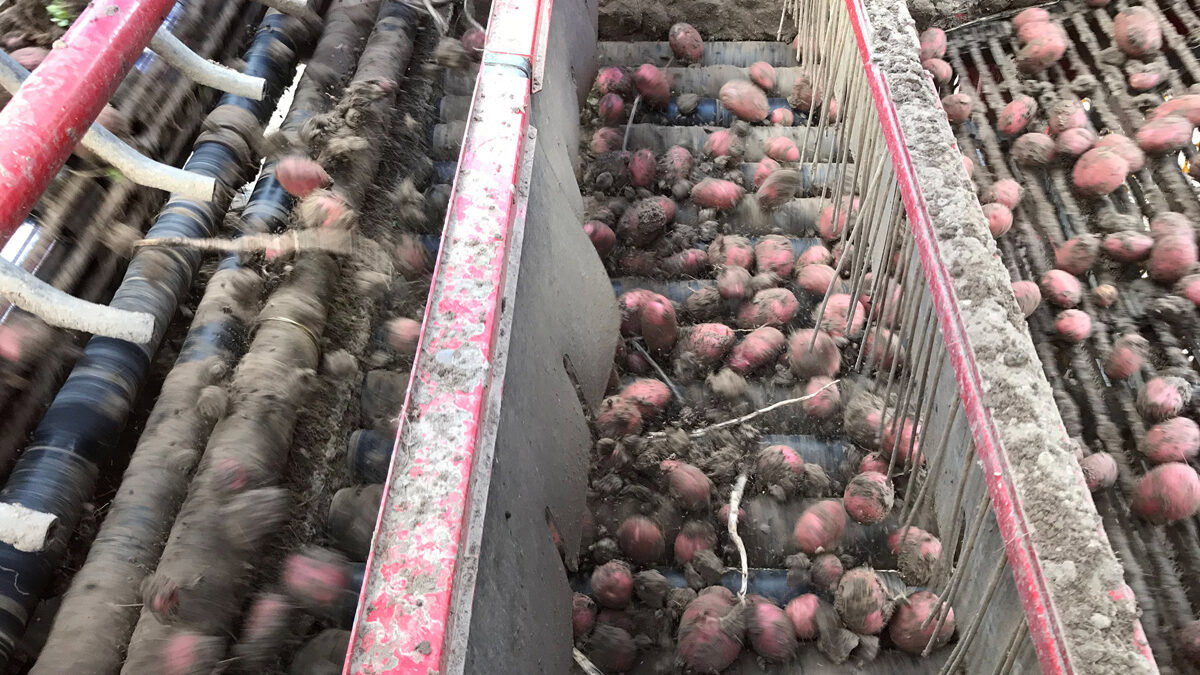 Cintas de criba agrícolas en cosechadora de patata en el campo - Ferucom
