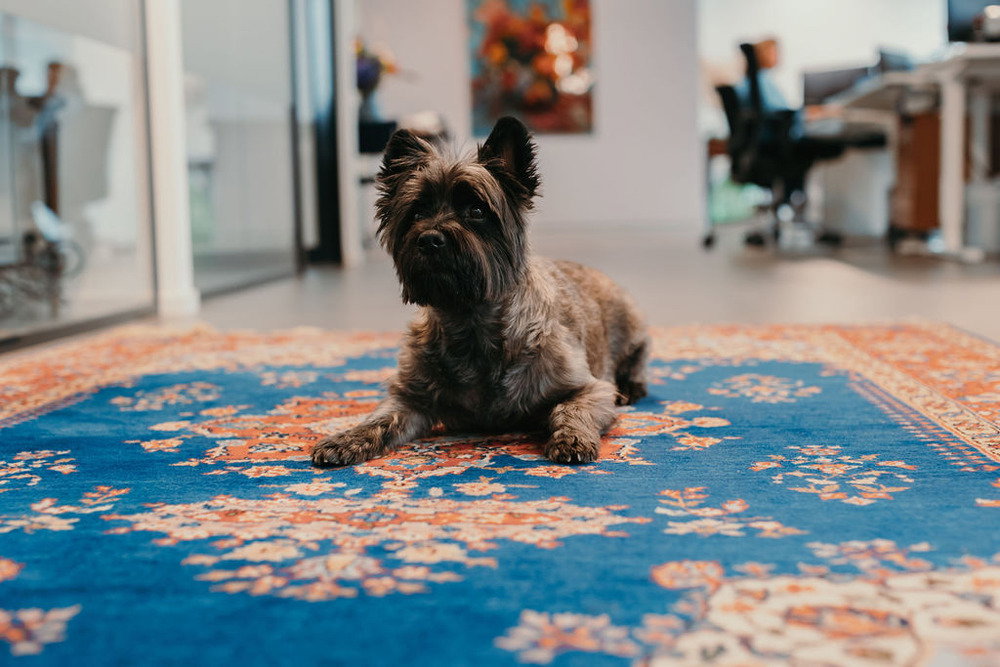 Huisbaas Aboe op het blauwe kleed - Nijmegen - Contact - Partners | Hofmans Letselschade