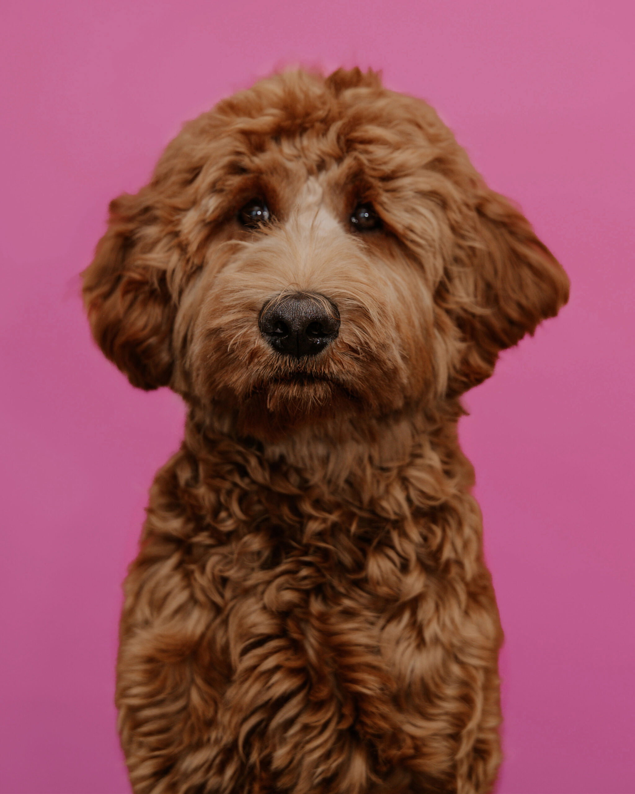 Hond Ziggy | Hofmans Letselschde