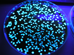 Legionella Bacteriën - Lenting Groep B.V.