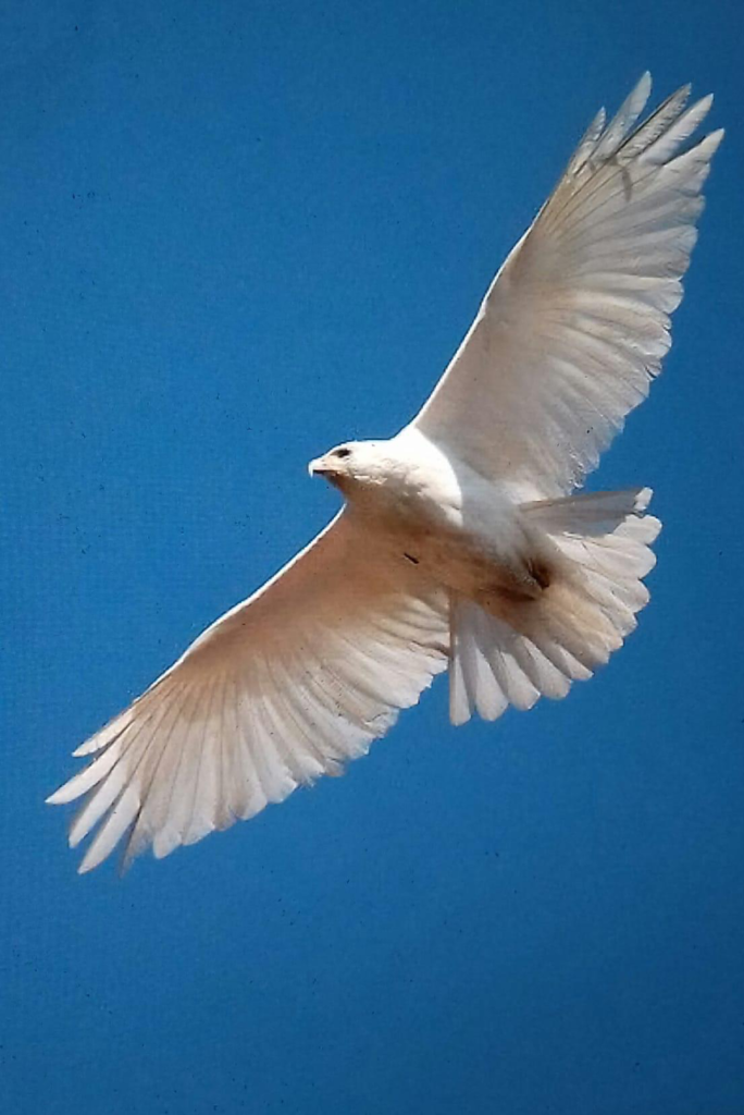 als een vogel in de wind