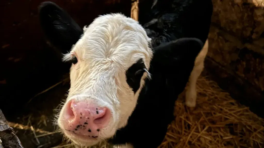 Kalf in stal kijkt - symbool voor transparantie in slachthuizen met glazen wanden