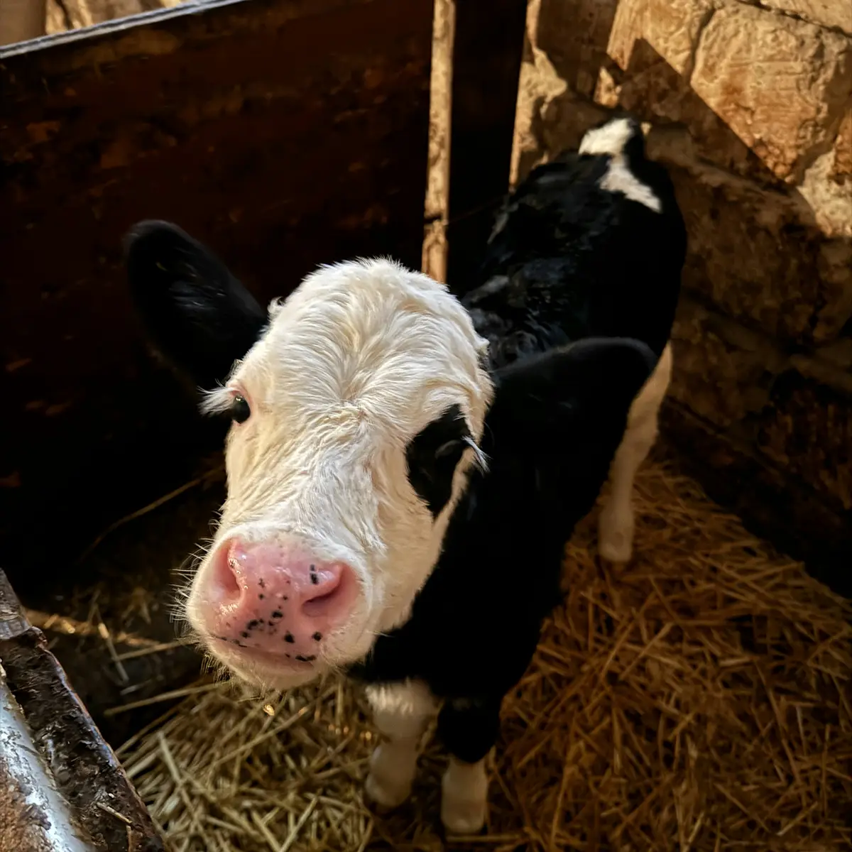 Kalf in stal kijkt - symbool voor transparantie in slachthuizen met glazen wanden