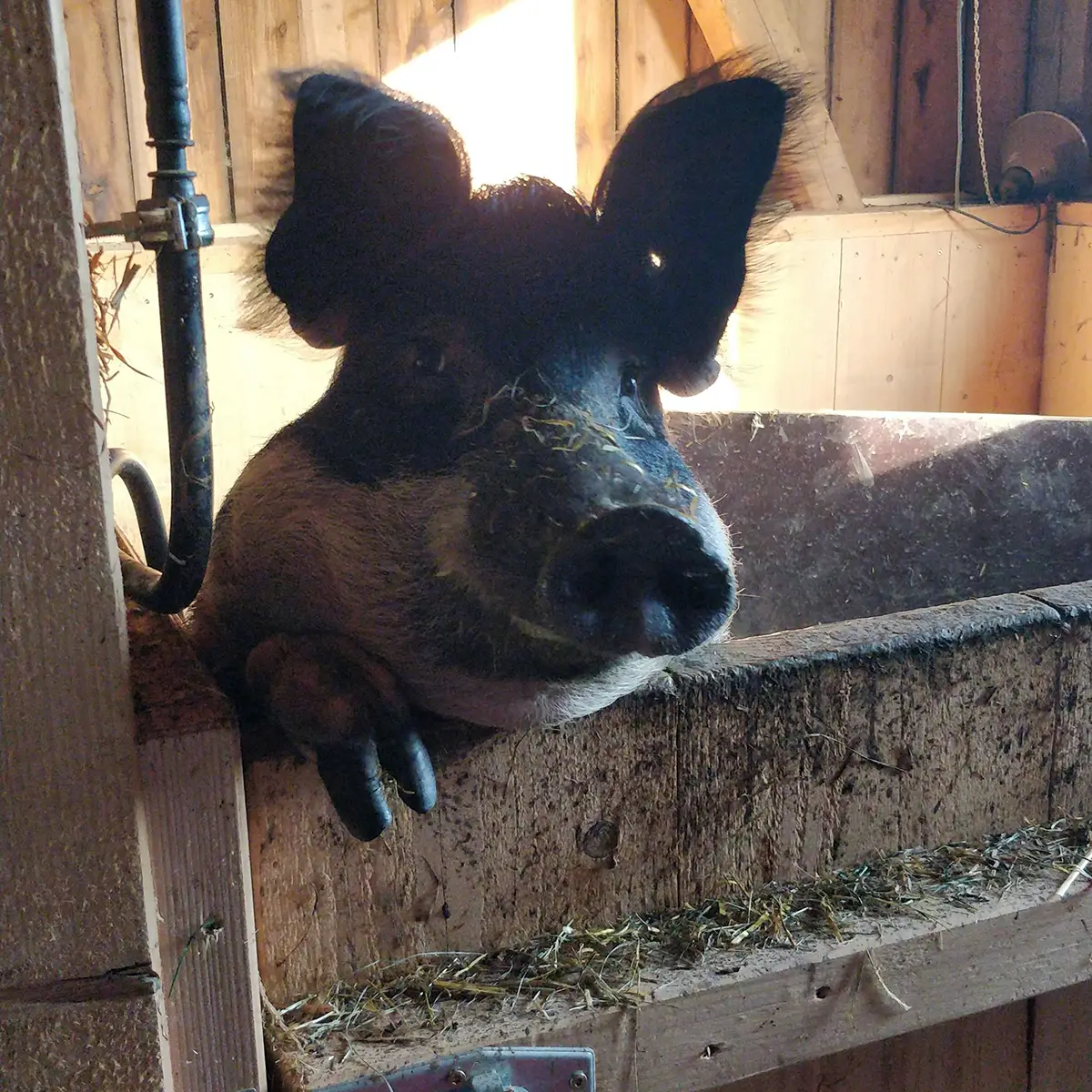 Varken in stal kijkt, symbool voor transparantie in slachthuizen met glazen wanden