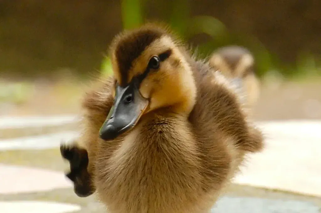 Campagne favoriete dier