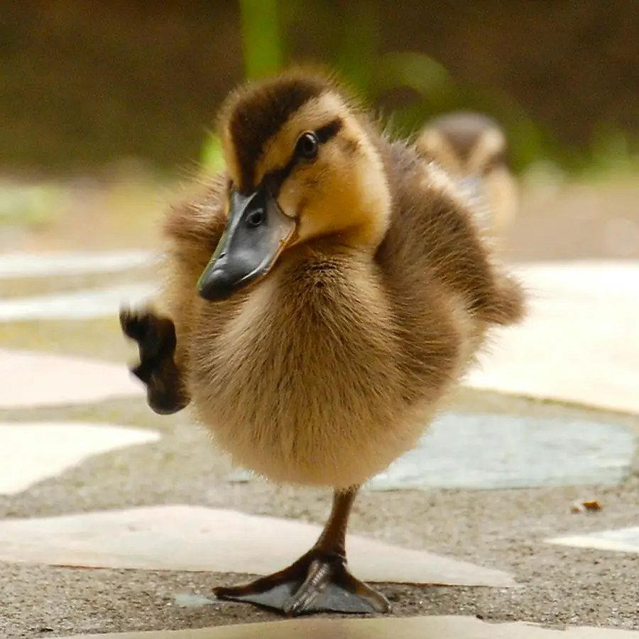 Campagne favoriete dier doe mee