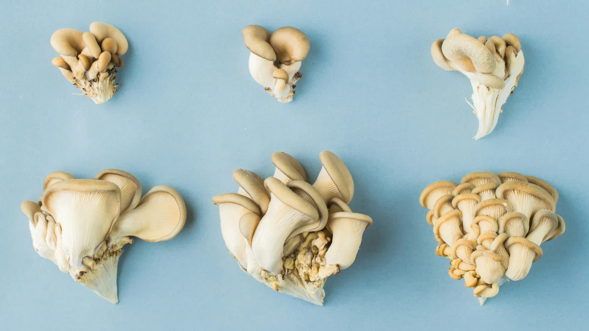 Vegetarische voeding en botgezondheid