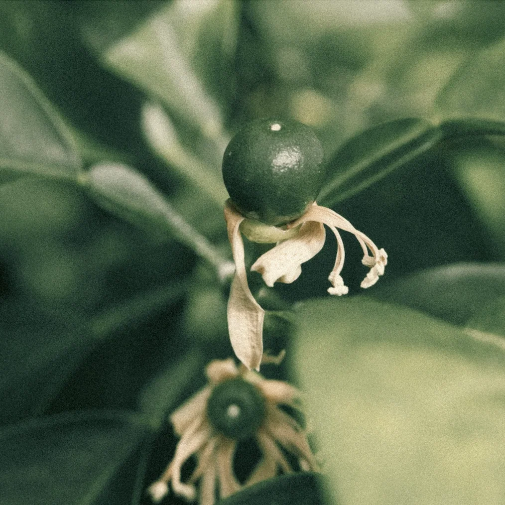 in de Tuin van Café Clementine zie je de mooiste ingredienten